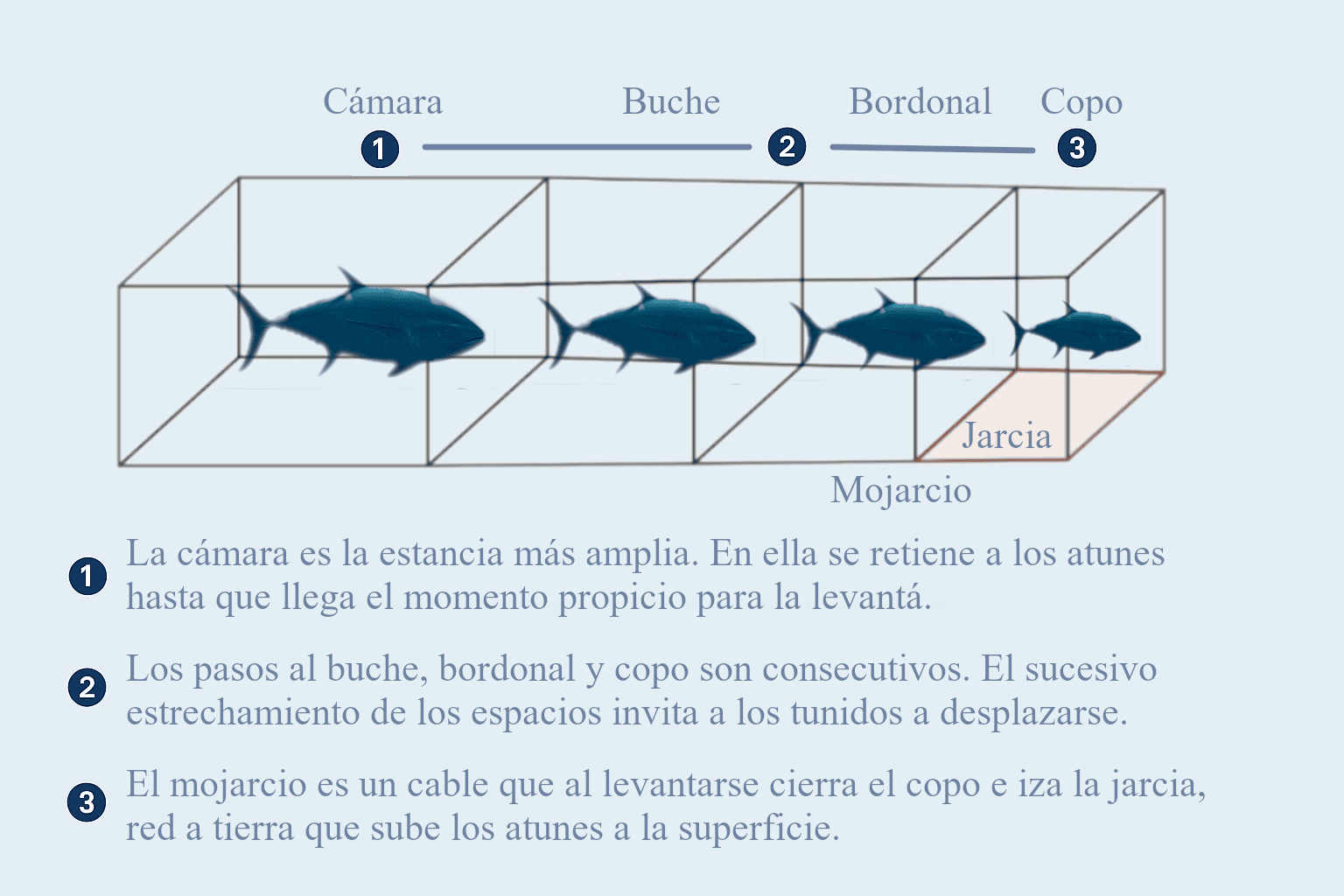 El recorrido de los atunes por el cuadro de la almadraba