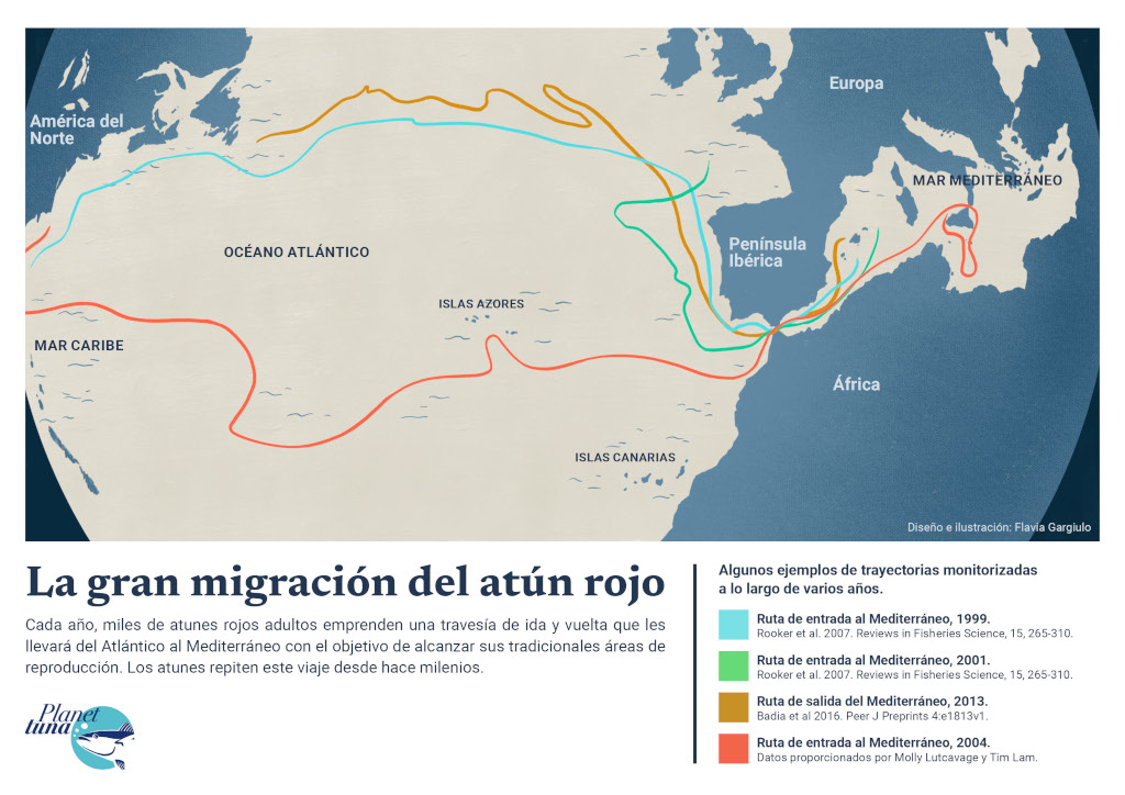 Mapa de la gran migración del atún rojo desde el Atlántico hacia el Mediterráneo